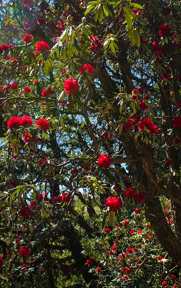 Nag Tibba Weekend Trek